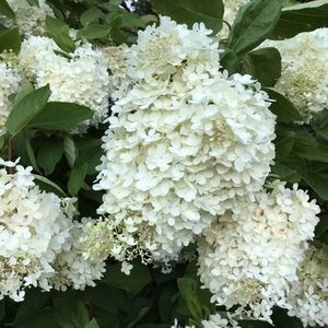 Meet your Posher, Gredal